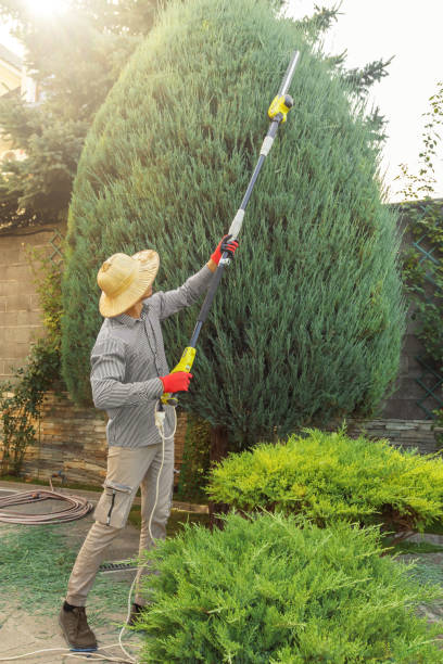 Professional Tree Services in Rushville, IL